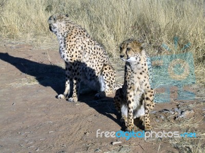 Cheetah In Namibia Stock Photo