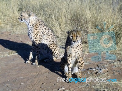 Cheetah In Namibia Stock Photo