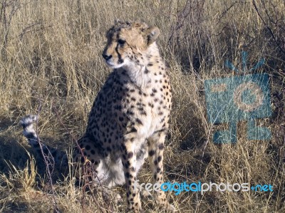 Cheetah In Namibia Stock Photo