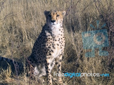 Cheetah In Namibia Stock Photo