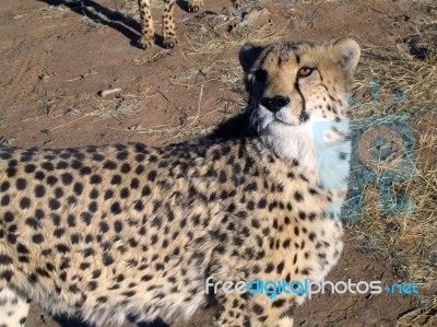 Cheetah In Namibia Stock Photo