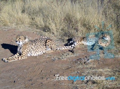 Cheetah In Namibia Stock Photo