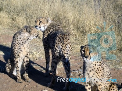 Cheetah In Namibia Stock Photo