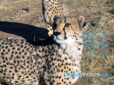 Cheetah In Namibia Stock Photo