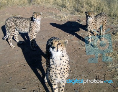 Cheetah In Namibia Stock Photo