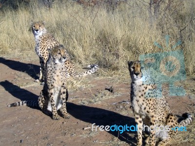 Cheetah In Namibia Stock Photo