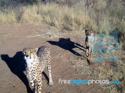 Cheetah In Namibia Stock Photo