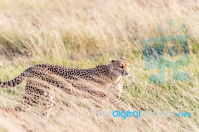 Cheetah In Serengeti Stock Photo