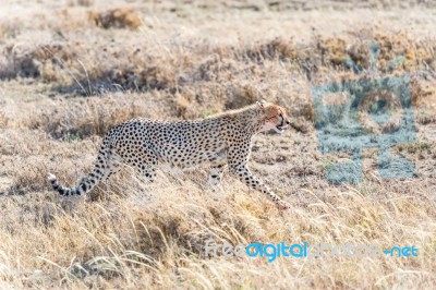 Cheetah In Serengeti Stock Photo