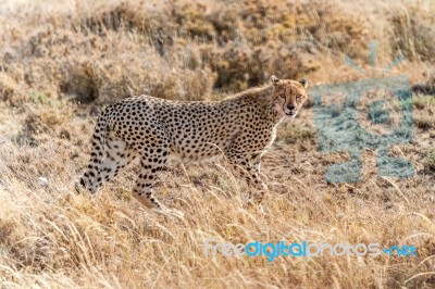 Cheetah In Serengeti Stock Photo