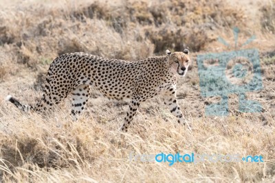 Cheetah In Serengeti Stock Photo