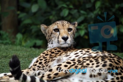 Cheetah Lying Stock Photo