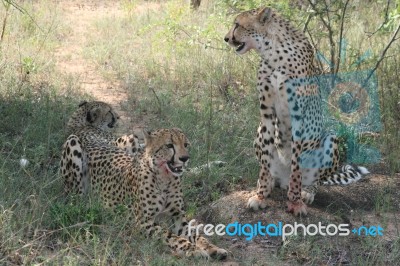 Cheetah Mum And Cubs Stock Photo