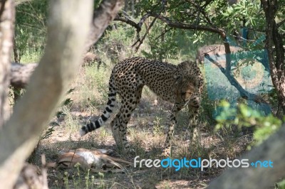 Cheetah With Kill Stock Photo