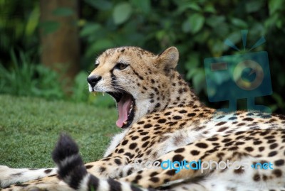 Cheetah Yawning Stock Photo