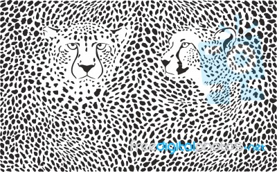 Cheetahs Background With Heads Stock Image