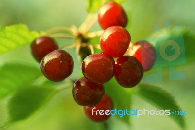 Cherry Stock Photo