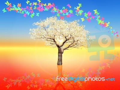 Cherry Blossom Stock Image