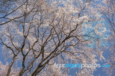 Cherry Blossom Stock Photo