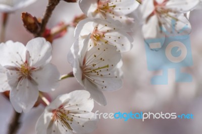 Cherry Blossom Stock Photo