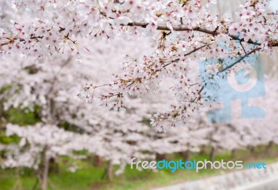 Cherry Blossom Stock Photo