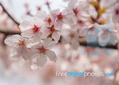 Cherry Blossom Stock Photo