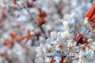 Cherry Blossom Stock Photo