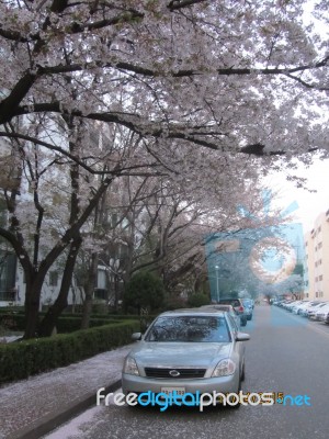 Cherry Blossom Stock Photo