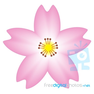 Cherry Blossom Flower Stock Image