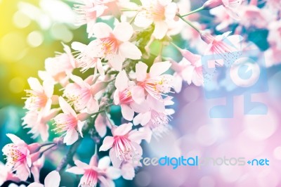 Cherry Blossom Flower Stock Photo