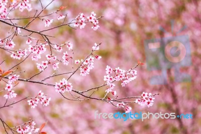 Cherry Blossom Flower And Tree Stock Photo