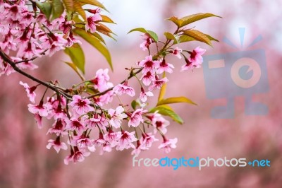 Cherry Blossom Flower And Tree Stock Photo