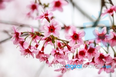 Cherry Blossom Flower And Tree Stock Photo