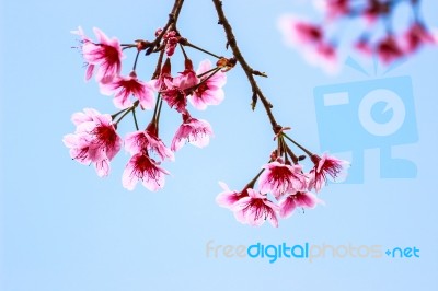 Cherry Blossom Flower And Tree Stock Photo