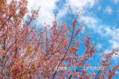 Cherry Blossom Flower And Tree Stock Photo