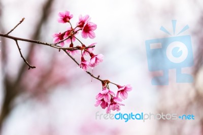 Cherry Blossom Flower And Tree Stock Photo