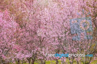 Cherry Blossom Flower And Tree Stock Photo