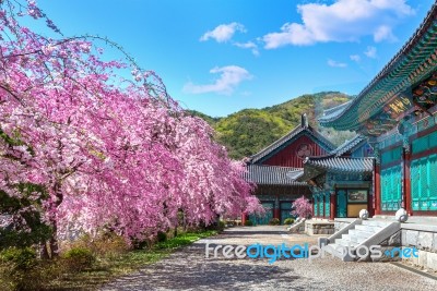 Cherry Blossom In Spring, South Korea Stock Photo