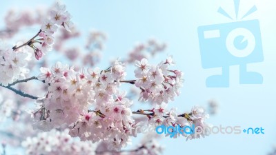 Cherry Blossom In Spring. Spring Season Background, Sakura Season In Korea. Soft Focus Stock Photo