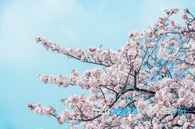 Cherry Blossom In Spring. Spring Season Background, Sakura Season In Korea. Soft Focus Stock Photo