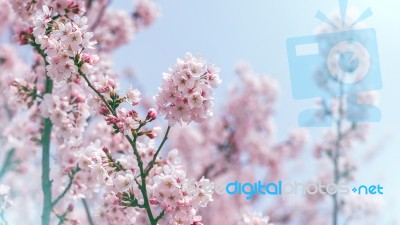 Cherry Blossom In Spring. Spring Season Background, Sakura Season In Korea. Soft Focus Stock Photo