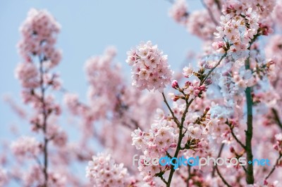 Cherry Blossom In Spring. Spring Season Background, Sakura Season In Korea. Soft Focus Stock Photo