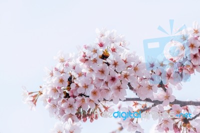 Cherry Blossom In Spring. Spring Season Background, Sakura Season In Korea. Soft Focus Stock Photo