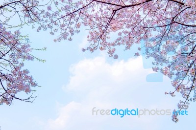 Cherry Blossom In Spring,background Stock Photo