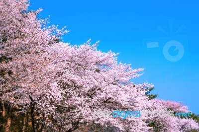 Cherry Blossom In Spring,background Stock Photo