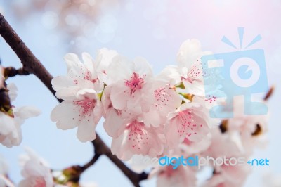 Cherry Blossom In Spring,background Stock Photo