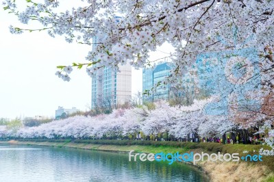 Cherry Blossom In Spring,background Stock Photo