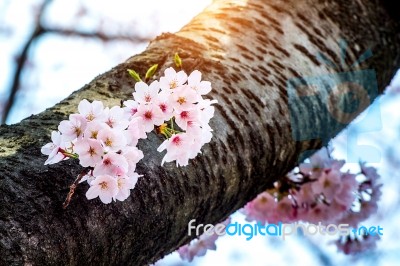 Cherry Blossom Or Sakura In Spring Stock Photo