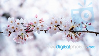 Cherry Blossom Or Sakura In Spring Stock Photo