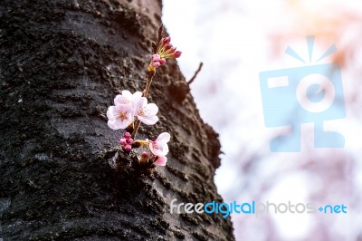 Cherry Blossom Or Sakura In Spring Stock Photo